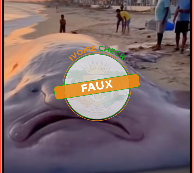 FAUX : Cette vidéo ne montre pas un poisson géant  échoué sur la plage d’Assinie, en Côte d’Ivoire